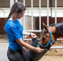 Girl feeding horse